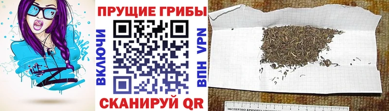 Галлюциногенные грибы Psilocybe  mega онион  Большой Камень 