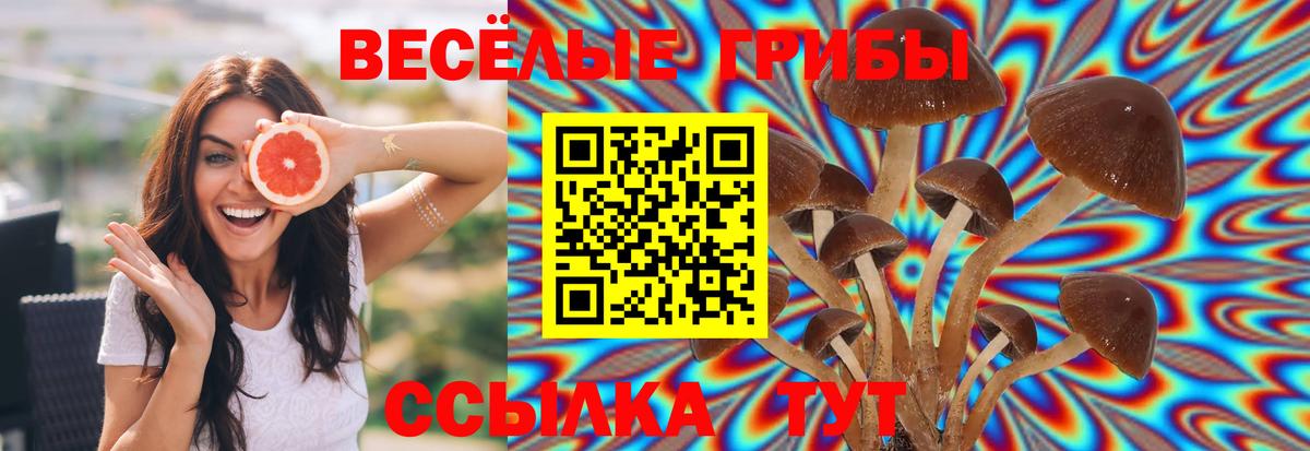Псилоцибиновые грибы Cubensis Большой Камень
